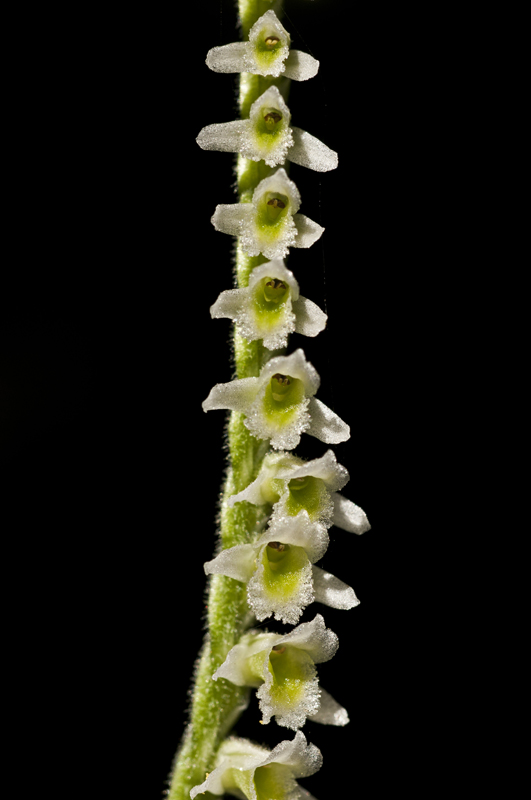 Spiranthes spiralis sulla costa livornese